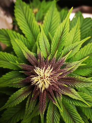 Growreport Bild 3