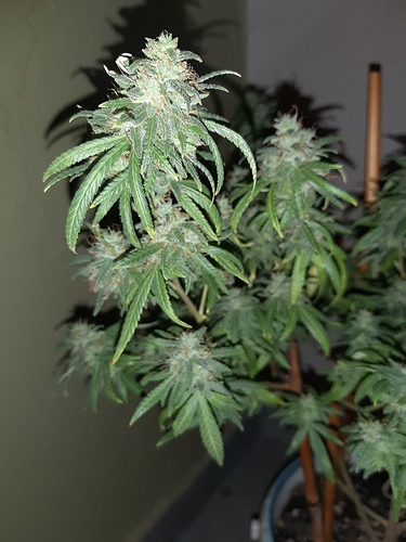 Growreport Bild 6
