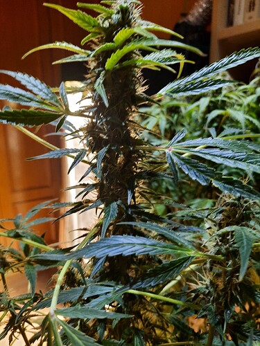 Growreport Bild 9