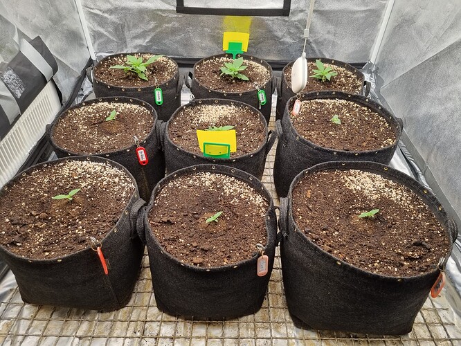 Growreport Bild 3