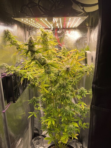 Growreport Bild 1