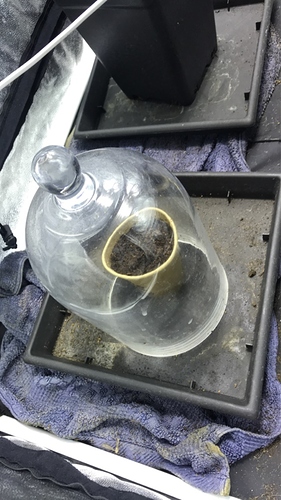 Growreport Bild 5
