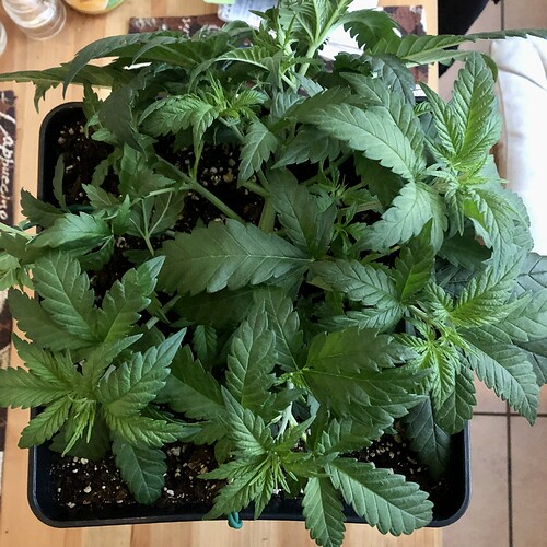 Growreport Bild 5