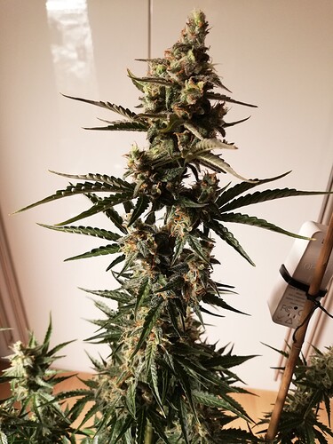 GG#3_240104-3