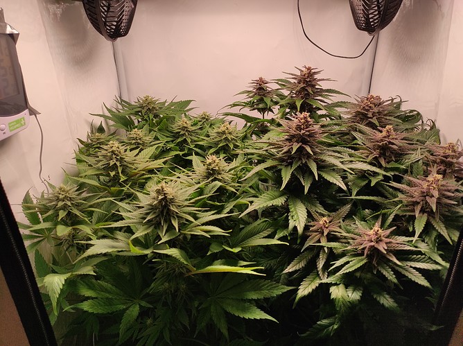Growreport Bild 1