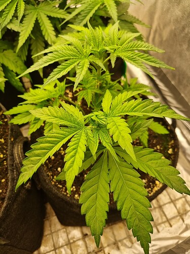 Growreport Bild 48