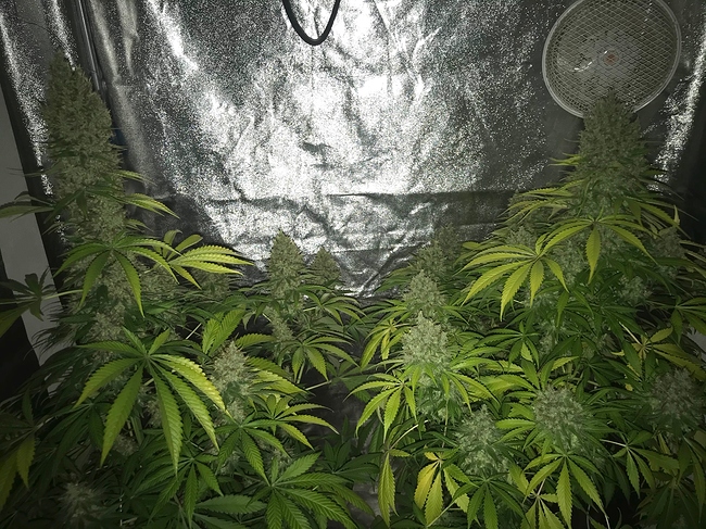 Growreport Bild 21