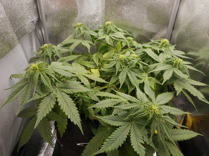 Growreport Bild 1