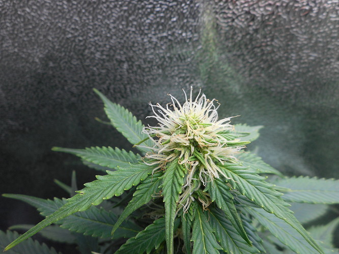 Growreport Bild 5