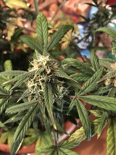 Growreport Bild 3