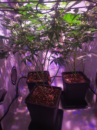 Growreport Bild 4