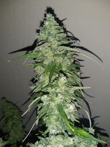 Growreport Bild 3