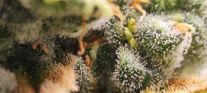 Growreport Bild 2