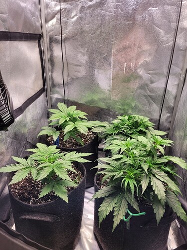 Growreport Bild 5