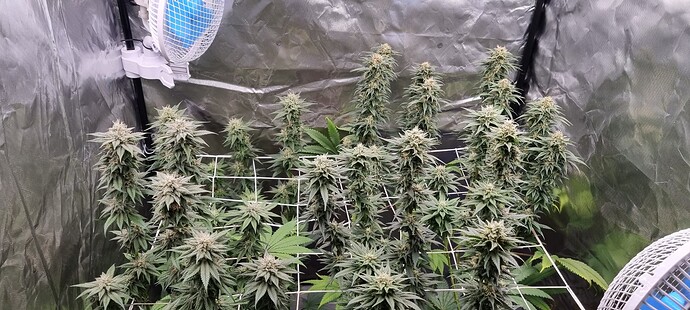 Growreport Bild 11