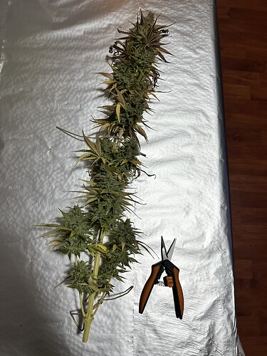 Growreport Bild 37