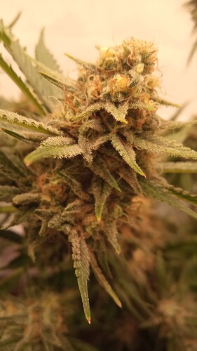 Growreport Bild 42