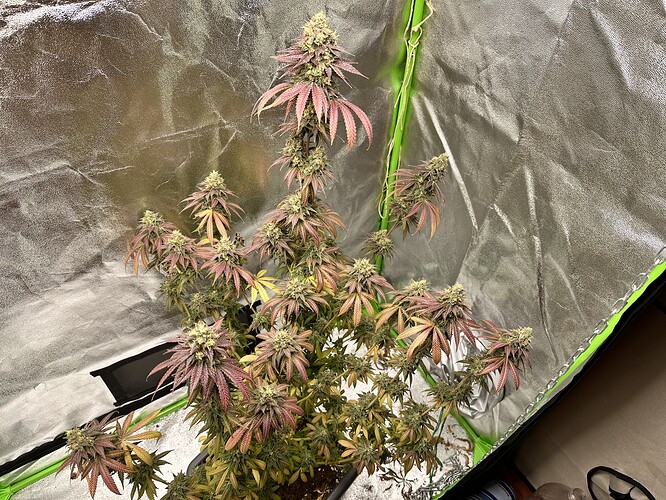 Growreport Bild 5
