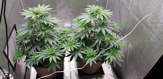 Growreport Bild 9
