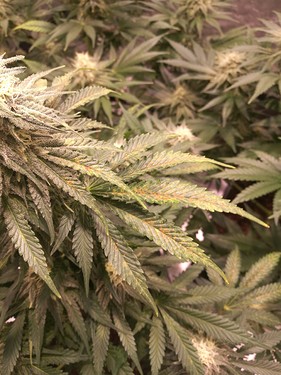 Growreport Bild 1