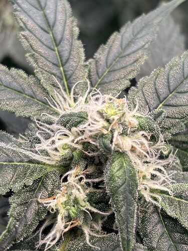 Growreport Bild 14