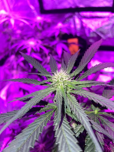 Growreport Bild 2