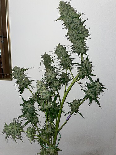 Growreport Bild 16