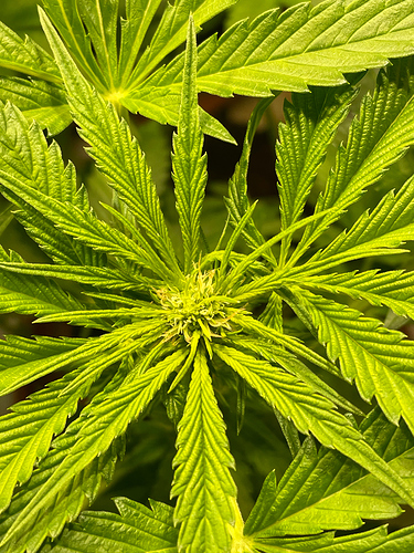 Growreport Bild 45