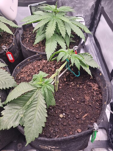 Growreport Bild 14