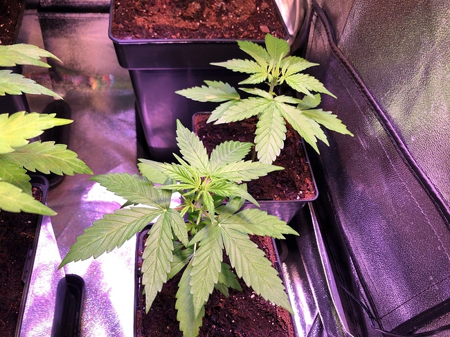 Growreport Bild 38