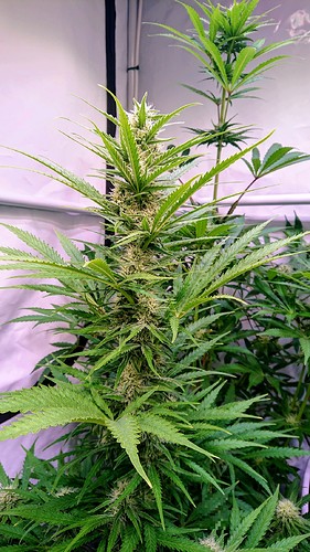 Growreport Bild 9