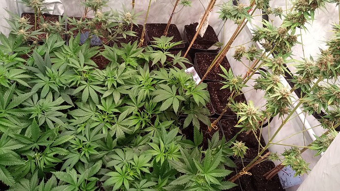 Growreport Bild 12