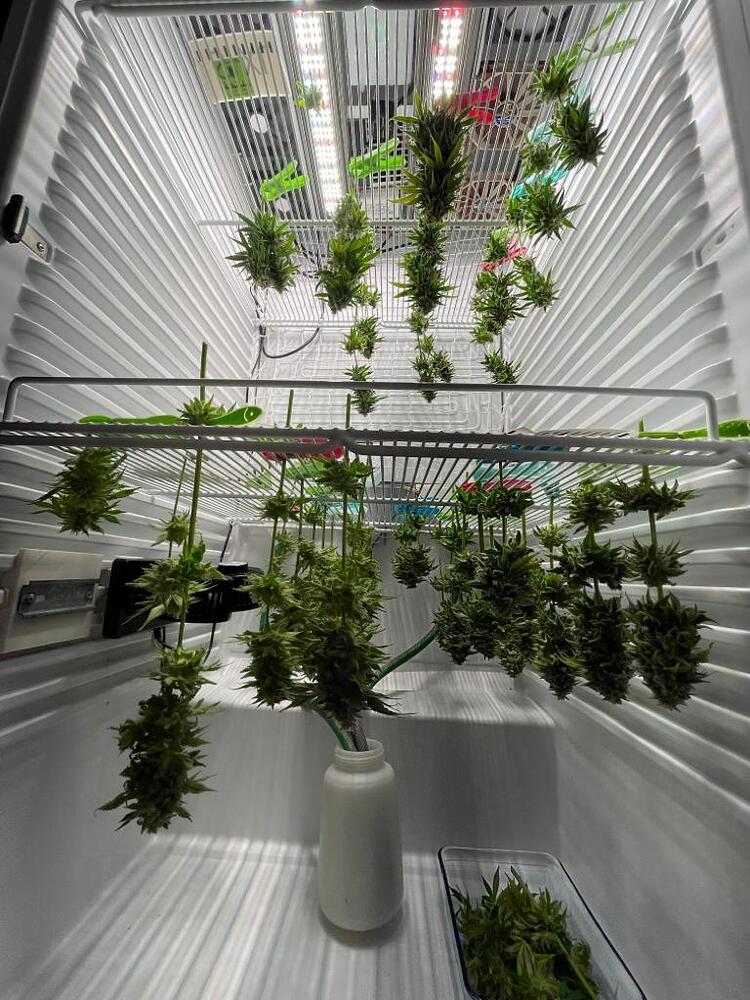 Erster Grow FridgeGrow build mit GCx4