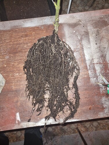 Growreport Bild 7