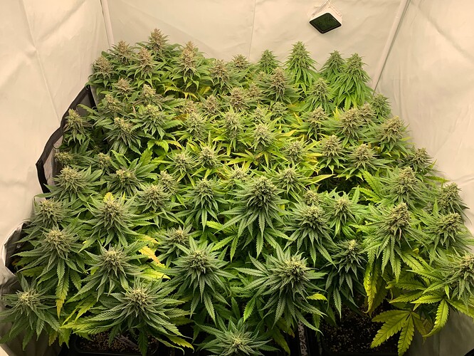 Growreport Bild 1