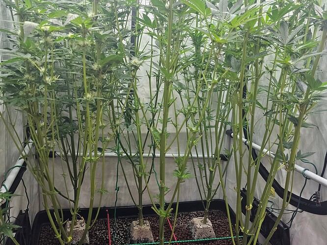 Growreport Bild 3