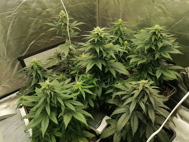 Growreport Bild 2