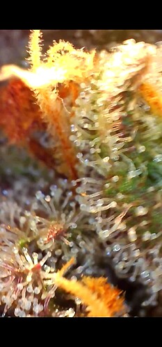 Growreport Bild 29
