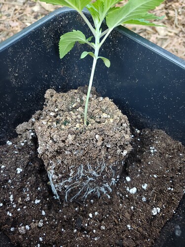 Growreport Bild 21