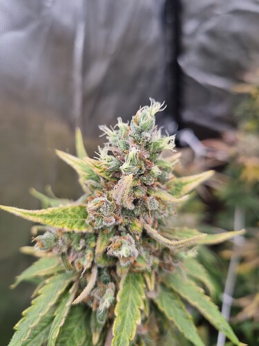 Growreport Bild 32