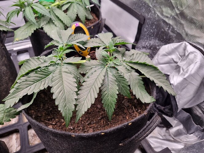 Growreport Bild 9