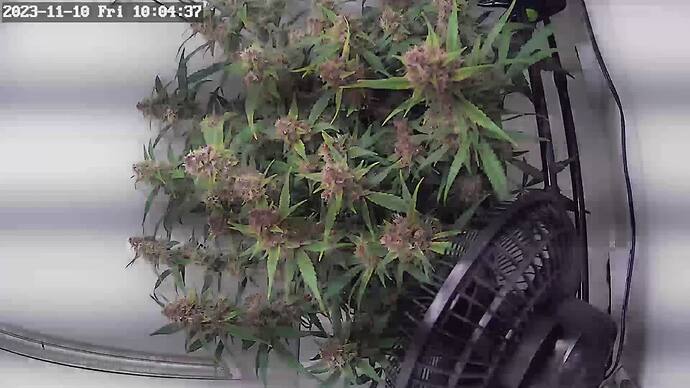 Growreport Bild 3