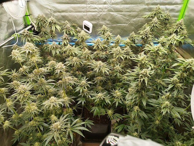 Growreport Bild 7