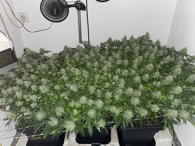 Growreport Bild 15