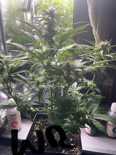 Growreport Bild 5