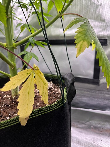 Growreport Bild 1