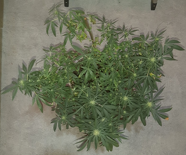 Growreport Bild 5
