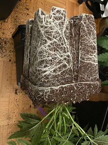 Growreport Bild 16