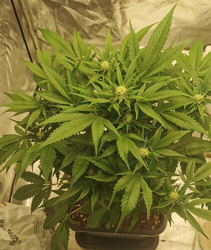 Growreport Bild 9