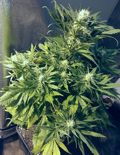 Growreport Bild 9